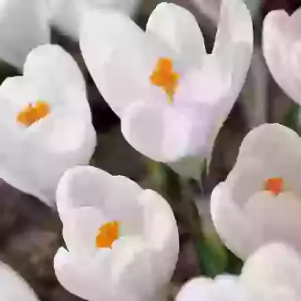 Semi Large Flowering Crocus